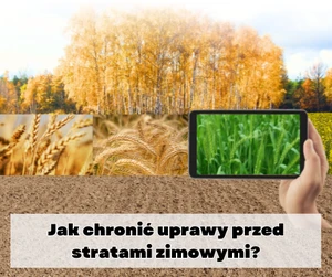 Jak chronić uprawy przed stratami zimowymi? Rola ubezpieczenia w zarządzaniu ryzykiem